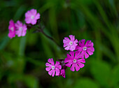 Red campion (Silene dioica) in spring with dewdrops along the shores of Lake Wolfgang, Oberoesterreich, Austria