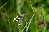 Brown copper butterfly (Lycaena tityrus) on marsh valerian in the Blinklingmoos nature reserve, Wolfgangsee, Salzburg, Austria