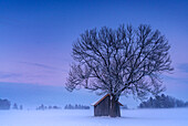 Einsamer Baum mit kleiner Hütte vor winterlichem Abendhimmel bei Schlehdorf am Kochelsee, Oberbayern, Deutschland.