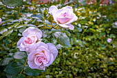 Kulturrosen (Sub rosa dictum) blühen auf dem Nordfriedhof, Jena, Thüringen, Deutschland