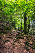 Wanderweg zu den Teufelskammern, Loffenau, Schwarzwald, Baden-Württemberg, Deutschland