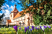 Purple crocuses in front of St.Johannis-Kirche zu Oldenburg in Holstein, church, one of the oldest brick churches in Northern Europe, Oldenburg, Ostholstein, Schleswig-Holstein, Germany