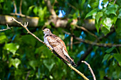 cuckoo on a branch