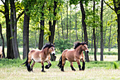 Pferde auf einer Weide, Ostsee, Norddeutschland, Deutschland