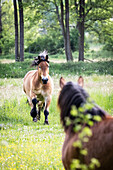 Pferd auf einer Weide, Ostsee, Norddeutschland, Deutschland