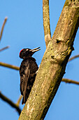 Black woodpecker on a dead tree