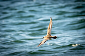 Ringed Plover (Charadrius hiaticula) in flight at the Baltic Sea, Ostholstein, Germany