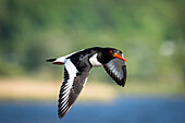 Austernfischer (Haematopus ostralegus) im Flug, Ostsee, Schleswig-Holstein, Deutschland