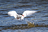 Flussseeschwalbe (Sterna hirundo) auf Futtersuche  im Sehlendorfer Binnensee, Ostsee, Schleswig-Holstein, Deutschland