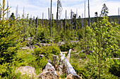 Waldlandschaft mit abgestorbenen Bäumen bei Kvilda im Nationalpark Šumava im Böhmerwald, Tschechien