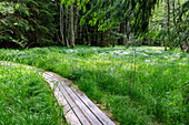 Moorlandschaft mit Großseggenried im Moldautal bei Stožec im Nationalpark Šumava im Böhmerwald, Tschechien