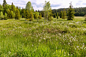 Low moor landscape with alpine cotton grass in the Moldau Valley near Stožec in the Šumava National Park in the Bohemian Forest in the Czech Republic