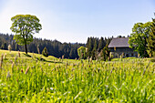 old farmhouse and meadow landscape in the Šumava biosphere reserve near Nový Brunst near Železná Ruda in the Bohemian Forest in the Czech Republic