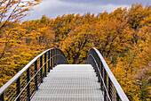 Bridge over the Rio Avutardas river at Lago Gray with atmospheric autumn deciduous forest, Torres del Paine National Park, Chile, Patagonia