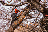 A striking male Magellanic Woodpecker with bright red head in a tree near El Chalten, Argentina, Patagonia, South America