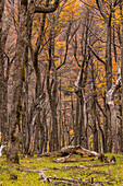 Undurchdringlicher Urwald in Herbstfarben in einer Berglandschaft bei El Chalten, Argentinien, Patagonien, Südamerika
