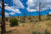 Verdorrte Bäume durch Waldbrände, Mesa Verde National Park, Colorado, USA