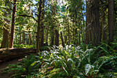 Alte Bäume im Regenwald entlang des Marymere Falls Trail, Olympic National Park, Washington, USA