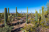 Beautiful Saguaro Cactus against the brilliant blue sky in Saguaro National Park