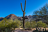 Saguaro-Kaktus (Carnegiea gigantea) in der Wüste, im Saguaro-Nationalpark, Arizona, USA