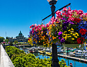 Blumenschmuck und viele Boote im Hafen von Victoria, British Columbia, Kanada