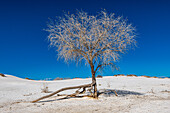 Vertrockneter Baum und weißer Sand in der Wüste, White Sands Nationalpark im Süden von New Mexico, USA