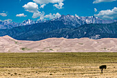 Great Sand Dunes in the Morning Light Against the Sangre De Cristo Mountains