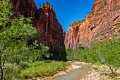 Hohe Felswände in enger Schlucht bei Sonnenuntergang, Canyon am Virgin River im Zion-Nationalpark, Utah, USA