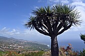 Mirador de La Galga, Ostküste, La Palma, Kanarische Inseln, Spanien