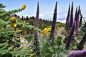 Blühendes Eisenkraut und Ginster an der Auffahrt zur Caldera, Ostküste, La Palma, Kanarische Inseln, Spanien