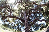 Riesenpinie (Pinus) bei Fuencaliente, Südküste, La Palma, Kanarische Inseln, Spanien