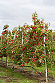 Apfelplantage im Herbst