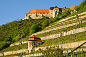 Ducal vineyard below Neuenburg Castle near Freyburg an der Unstrut, Burgenlandkreis, Saxony-Anhalt, Germany