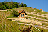 The Schlifterweinberg steep slope below Neuenburg Castle near Freyburg, Burgenlandkreis, Saxony-Anhalt, Germany