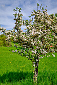 Blühender Apfelbaum bei Seßlach, Landkreis Coburg, Oberfranken, Franken, Bayern, Deutschland