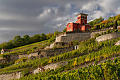 The Schweigenberg - a unique vineyard near Freyburg/Unstrut, Burgenlandkreis, Saxony-Anhalt, Germany