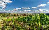 Weinlage Maustal near the wine village of Sulzfeld am Main, district of Kitzingen, Lower Franconia, Franconia, Bavaria, Germany
