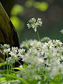 Wild garlic, Allium ursinum, in the lowland forest