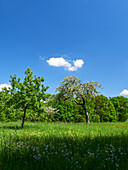 Landschaft am Ebelsberg oberhalb der Gemeinde Ebelsbach, Naturpark Haßberge, Landkreis Haßberge, Unterfranken, Franken, Bayern, Deutschland        