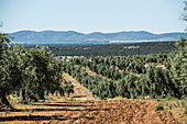 Olivenbäume, Extremadura, Spanien