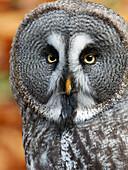 Great gray owl, Strix nebulosa