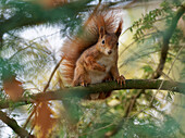 Eurasian red squirrel, common squirrel, squirrel, Sciurus vulgaris