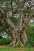 Ficusbaum, Ficus Cotinifolius, Botanischer Garten, Durban, Südafrika