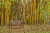 Ruhebank steht in Bambuswald, Botanischer Garten, Durban, Südafrika