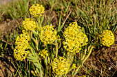 Gelb blühendes Seidelbastgewächs, Lesser Yellow-head, (Lasiosiphon kraussiana), Lotheni, Drakensberge, Kwa Zulu Natal, Maloti-Drakensberg, Südafrika