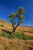 Einzelner Baum mit Drakensberge im Hintergrund, vom Contour-Path, Giant's Castle, Drakensberge, Kwa Zulu Natal,  Maloti-Drakensberg, Südafrika
