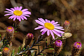 Purple flowering African Daisies, Osteospermum, Giant&#39;s Castle, Drakensberg Mountains, Kwa Zulu Natal, Maloti-Drakensberg World Heritage Site, South Africa