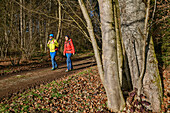 Man and woman hiking through autumnal forest, Holzkirchen, Holzkirchen geo-teaching trail, Upper Bavaria, Bavaria, Germany