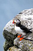 Portrait of Puffin standing on a rock, Puffin, Fratercula arctica, Runde bird island, Atlantic Ocean, Moere and Romsdal, Norway