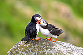 2 puffins cuddling on a rock, puffin, Fratercula arctica, Runde bird island, Atlantic Ocean, Moere and Romsdal, Norway